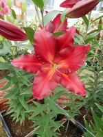 [5339 Avinger Mak No02.JPG]